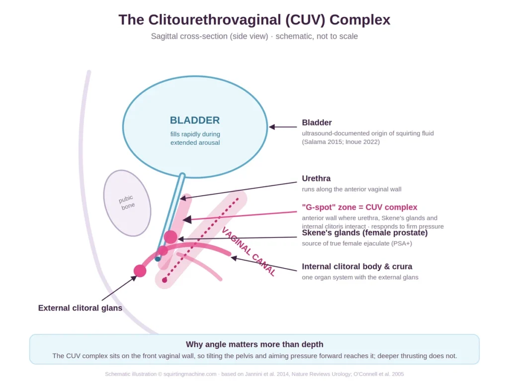 cuv complex anatomy diagram